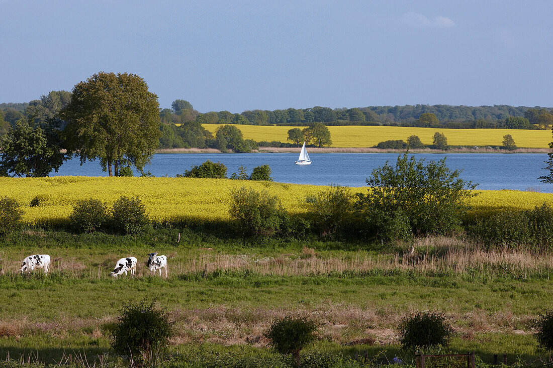 Sailing boat on the Schlei, Lindaunis, Baltc sea coast, Schleswig Holstein, Germany