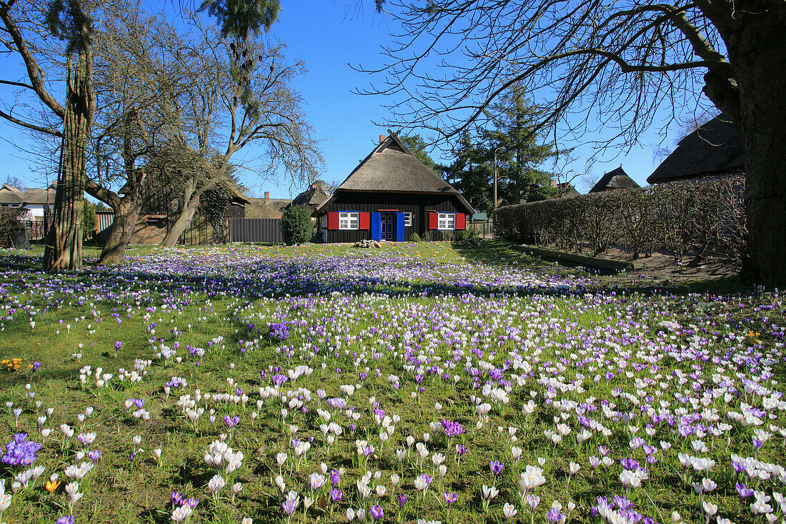 Crocus field in front of a thatched-roof house, Born, Fischland-Darss-Zingst Peninsula, Baltic Sea Coast, Mecklenburg Vorpommern, Germany