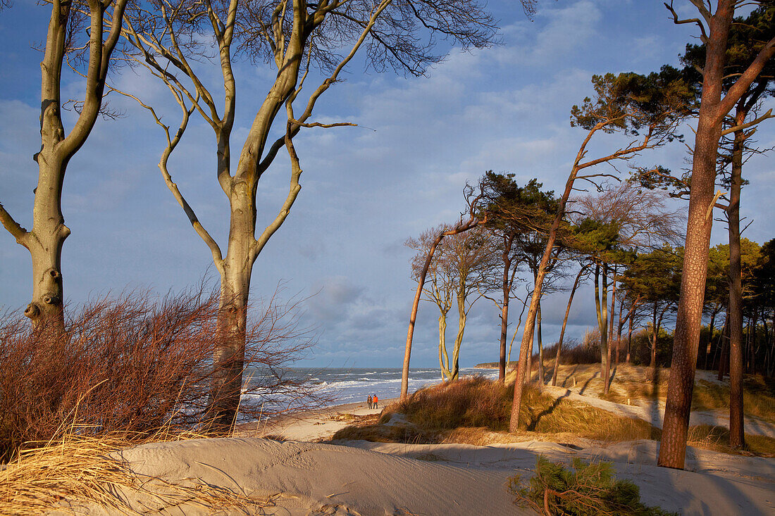 Dunes with beach trees and pine trees on the beach, Weststrand, Fischland-Darss-Zingst peninsula, Baltic Sea Coast, Mecklenburg Vorpommern, Germany