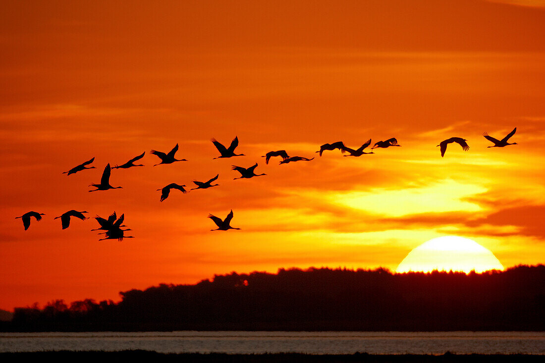 Cranes flying at sunrise, Western Pomerania Lagoon Area National Park, Fischland-Darss-Zingst Peninsula, Baltic Sea, Mecklenburg Vorpommern, Germany