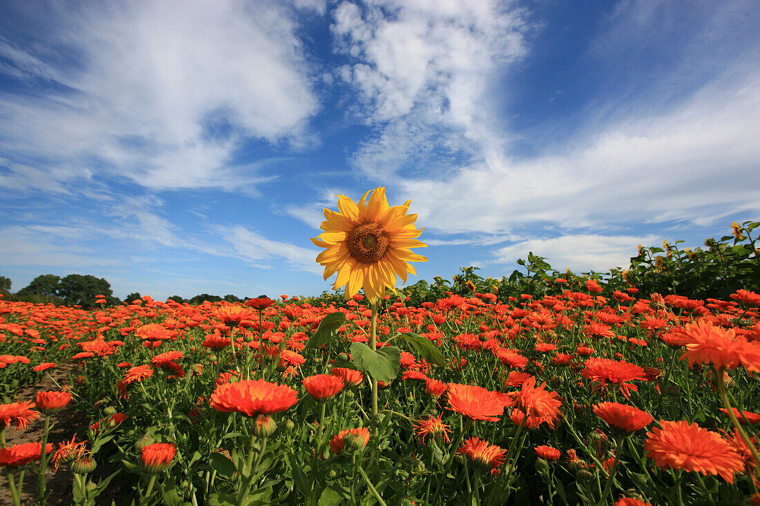 Sonnenblume im Ringelblumenfeld, Lassaner Winkel bei Usedom, Ostseeküste, Mecklenburg Vorpommern, Deutschland