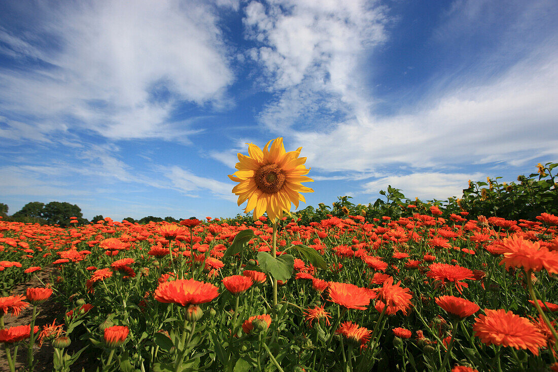 Sunflower and calendula flowers in a field, Lassaner Winkel near Usedom, Mecklenburg Vorpommern, Germany