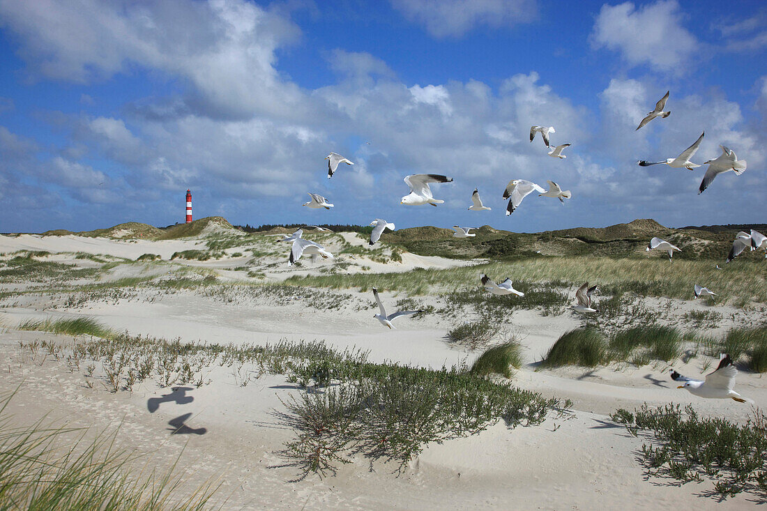 Seagulls flying near the lighthouse, Amrum Island, Northern Frisia, North Sea Coast, Schleswig Holstein, Germany