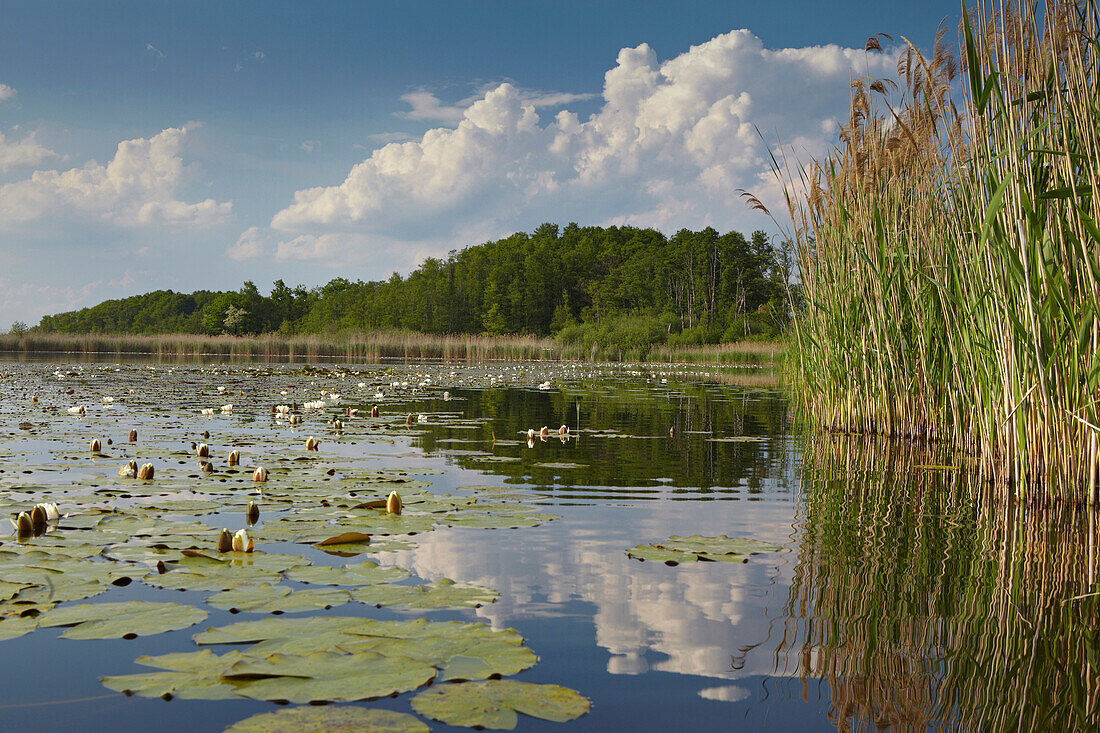 Water lilies on the surface of Gross Schauener Lake, Sielmann Naturlandschaft, Brandenburg, Germany