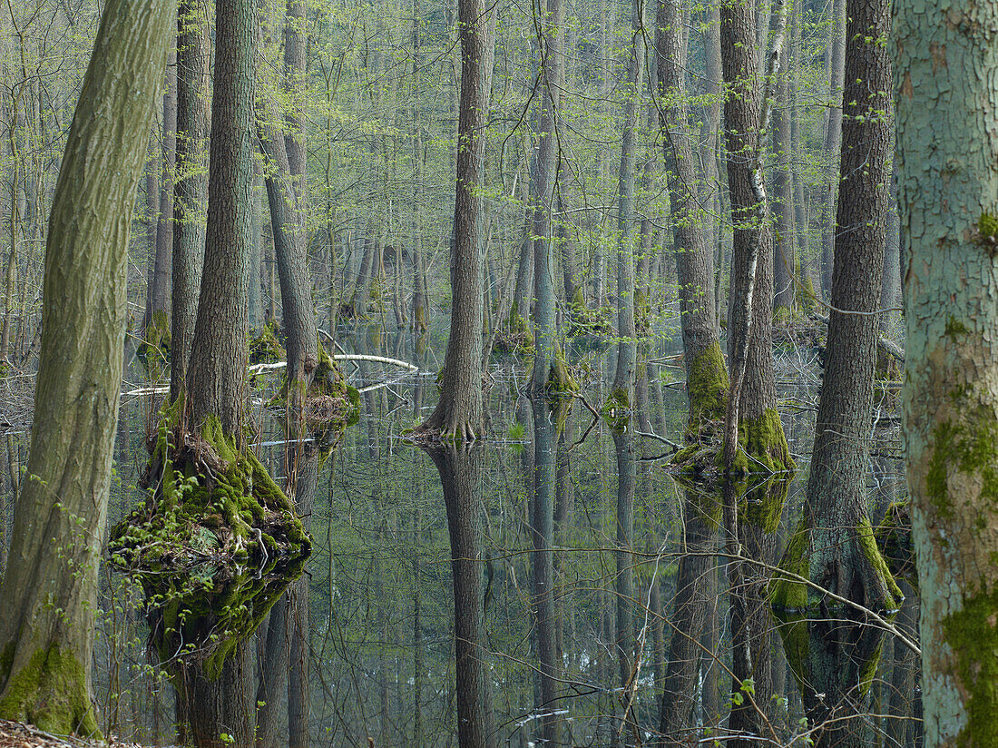 Spiegelung im Erlenbruch, Müritznationalpark, Mecklenburg Vorpommern, Deutschland