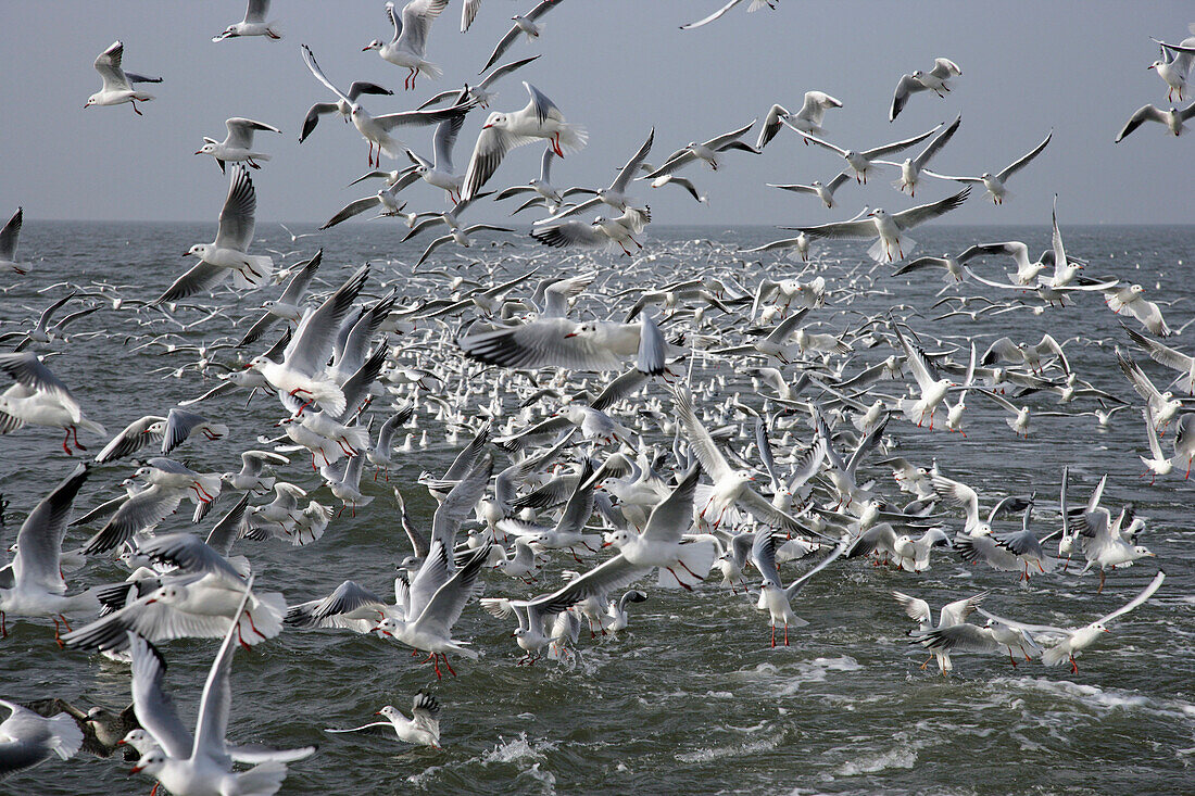 Möwen beim Krabbenfang, Nordfriesland, Nordseeküste, Schleswig Holstein, Deutschland