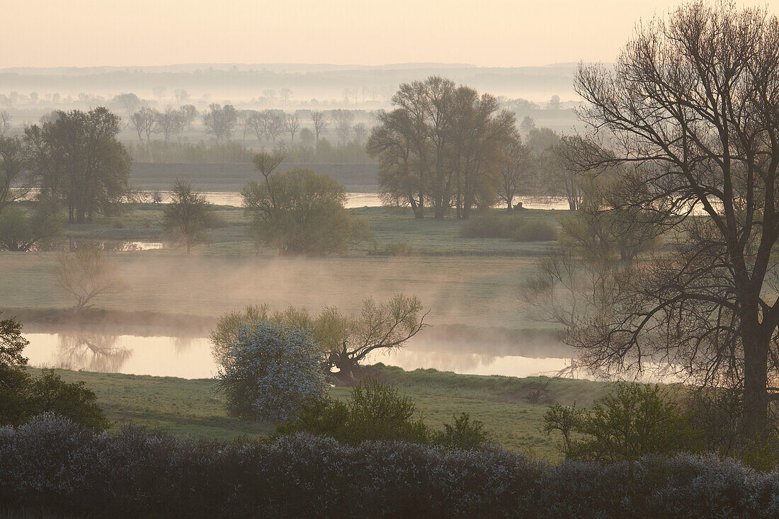 Nebel bei Sonnenaufgang an der Oder bei Lebus, Frankfurt/Oder, Brandenburg, Deutschland