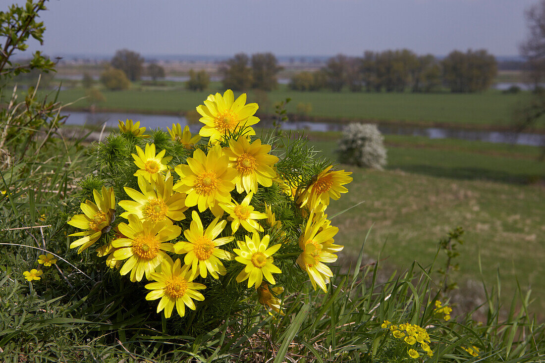 Flowering Adonis blossoms on the banks of the river Oder, Lebuser Land, Brandenburg, Germany