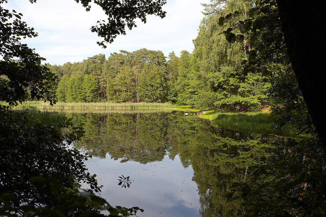 Spiegelung am Hammersee, Naturpark Schlaubetal, Brandenburg, Deutschland