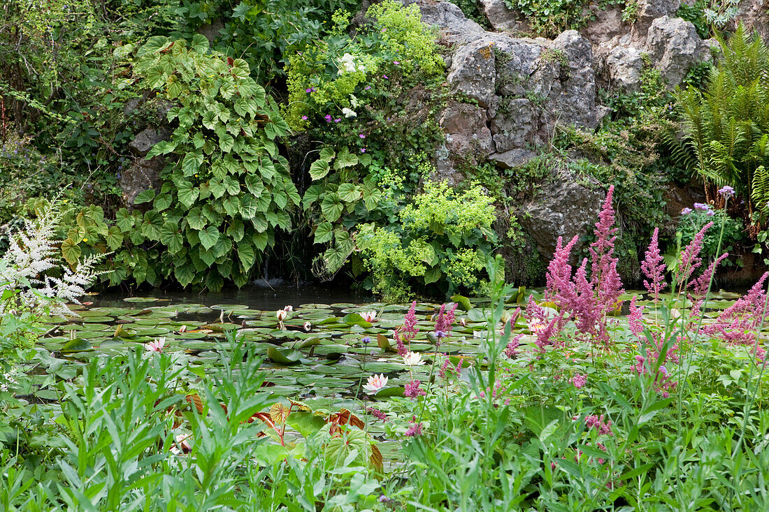 Pond with water lilies at Andre Hellers' Garden, Giardino Botanico, Gardone Riviera, Lake Garda, Lombardy, Italy, Europe