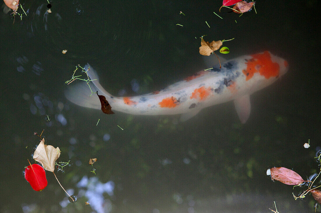 Koi in einem Teich im Garten von Andre Heller, Giardino Botanico, Gardone Riviera, Gardasee, Lombardei, Italien, Europa