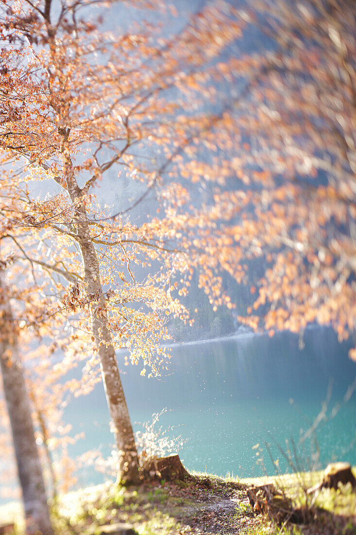 Beech trees with old brown leaves at Sylvenstein Reservoir, Upper Bavaria, Bavaria, Germany