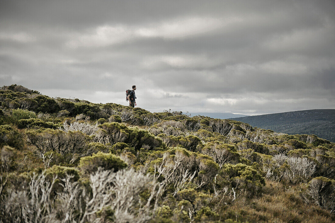 Hiker in the Tasmanian Wilderness, Overland Track, Cradle Mountain Lake St Clair National Park, Tasmania, Australia