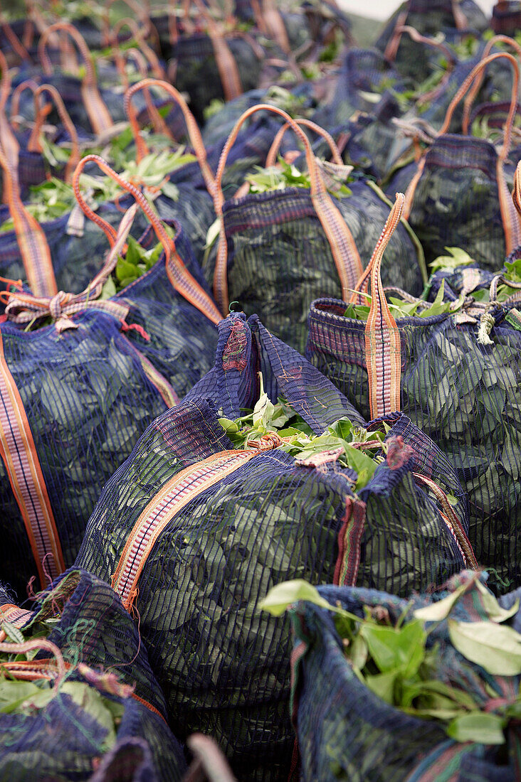 Frisch geernteten Teeblätter in Körben auf einer Plantage, Teeherstellung, Haputale, Hochland Sri Lanka
