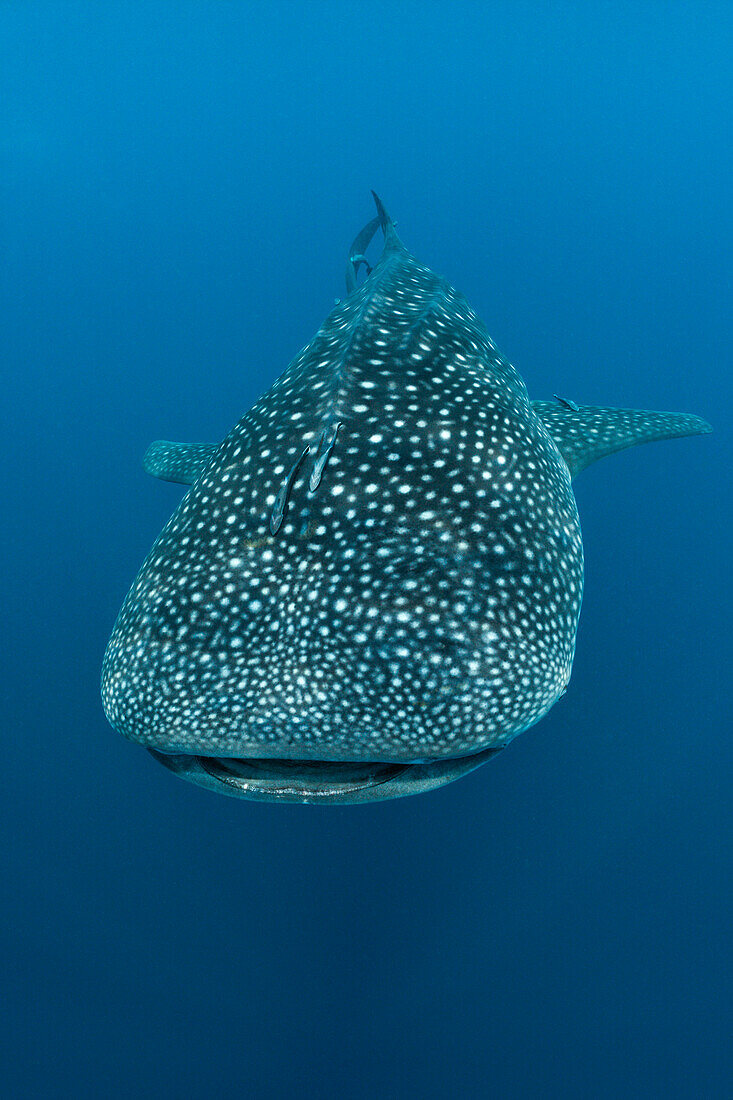 Whale Shark, Rhincodon typus, North Male Atoll, Indian Ocean, Maldives