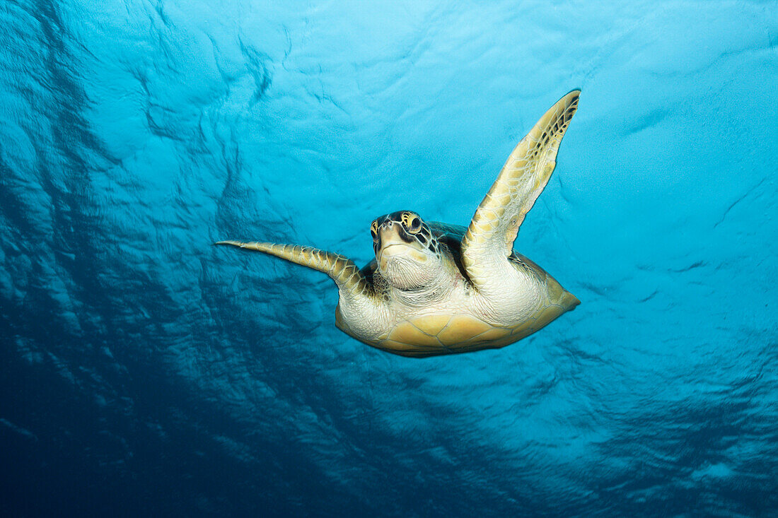 Grüne Meeresschildkröte, Chelonia mydas, Baa Atoll, Indischer Ozean, Malediven