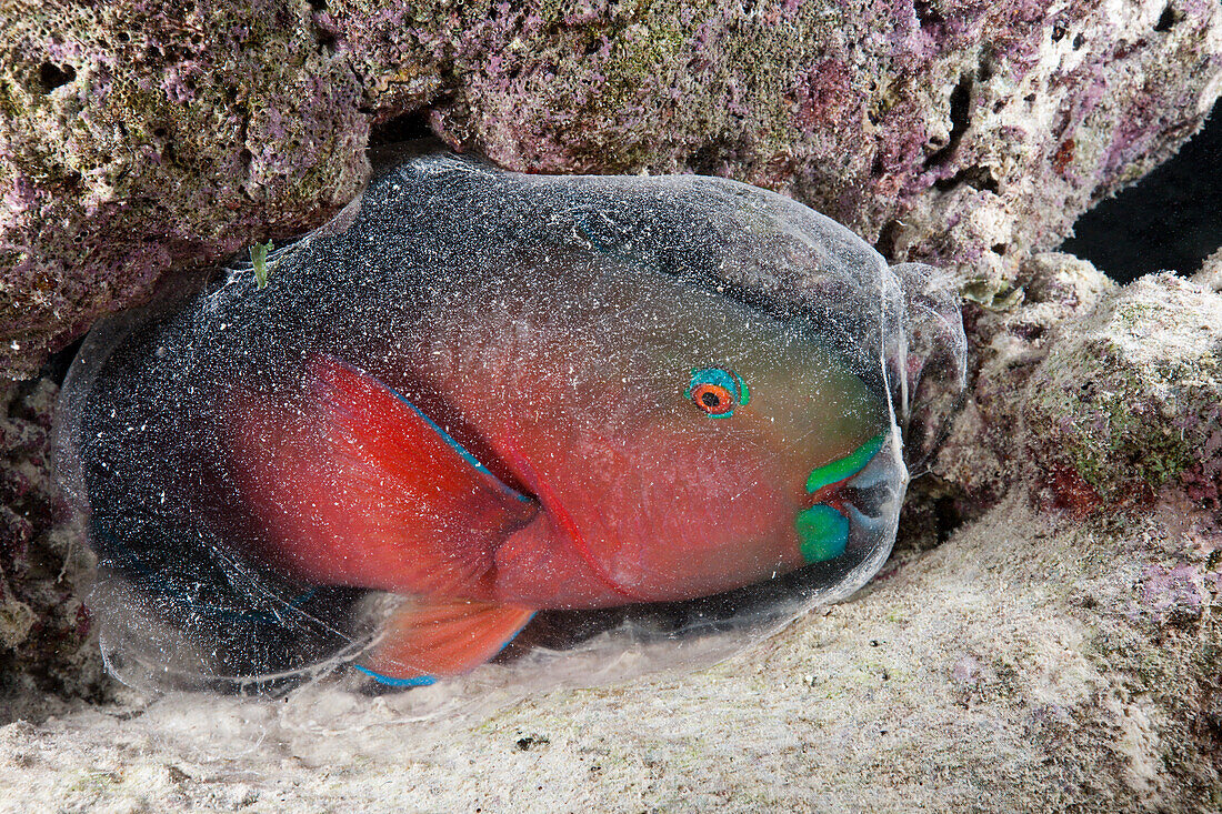 Schleimhülle schützt schlafenden Papageifisch, Scarus sp., Baa Atoll, Indischer Ozean, Malediven