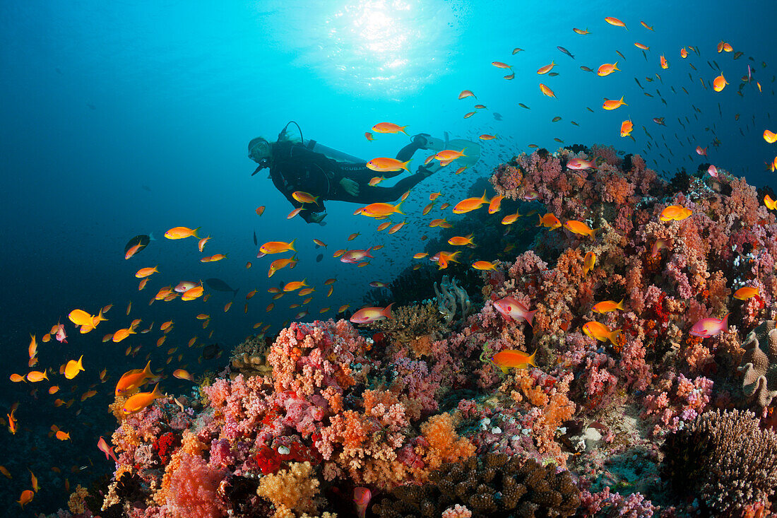 Taucher und Korallenfische, Nord Male Atoll, Indischer Ozean, Malediven