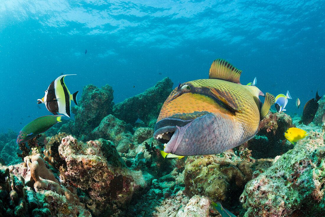 Moustache Triggerfish, Balistoides viridescens, Baa Atoll, Indian Ocean, Maldives