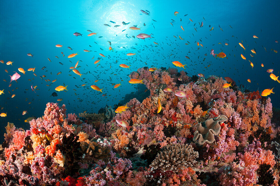 Weichkorallen und Fahnenbarsche, Nord Male Atoll, Indischer Ozean, Malediven