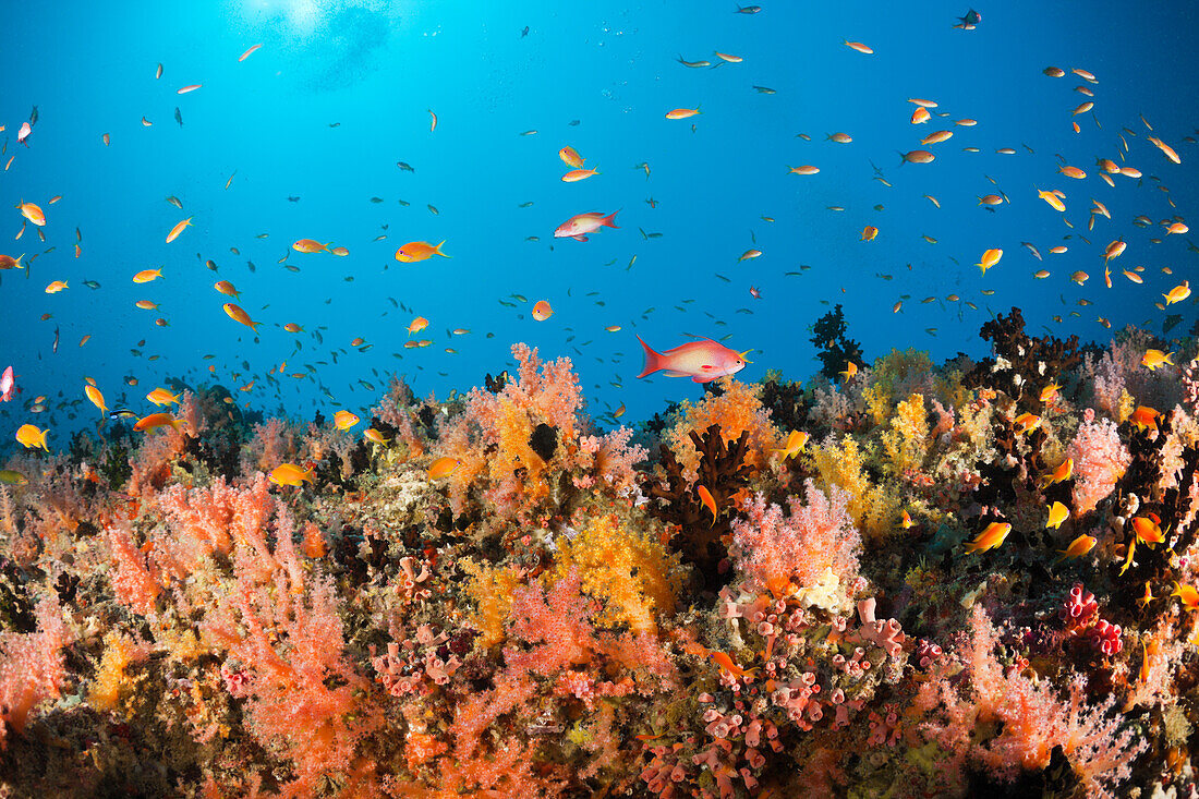 Coral Fishes over Soft Coral Reef, Baa Atoll, Indian Ocean, Maldives