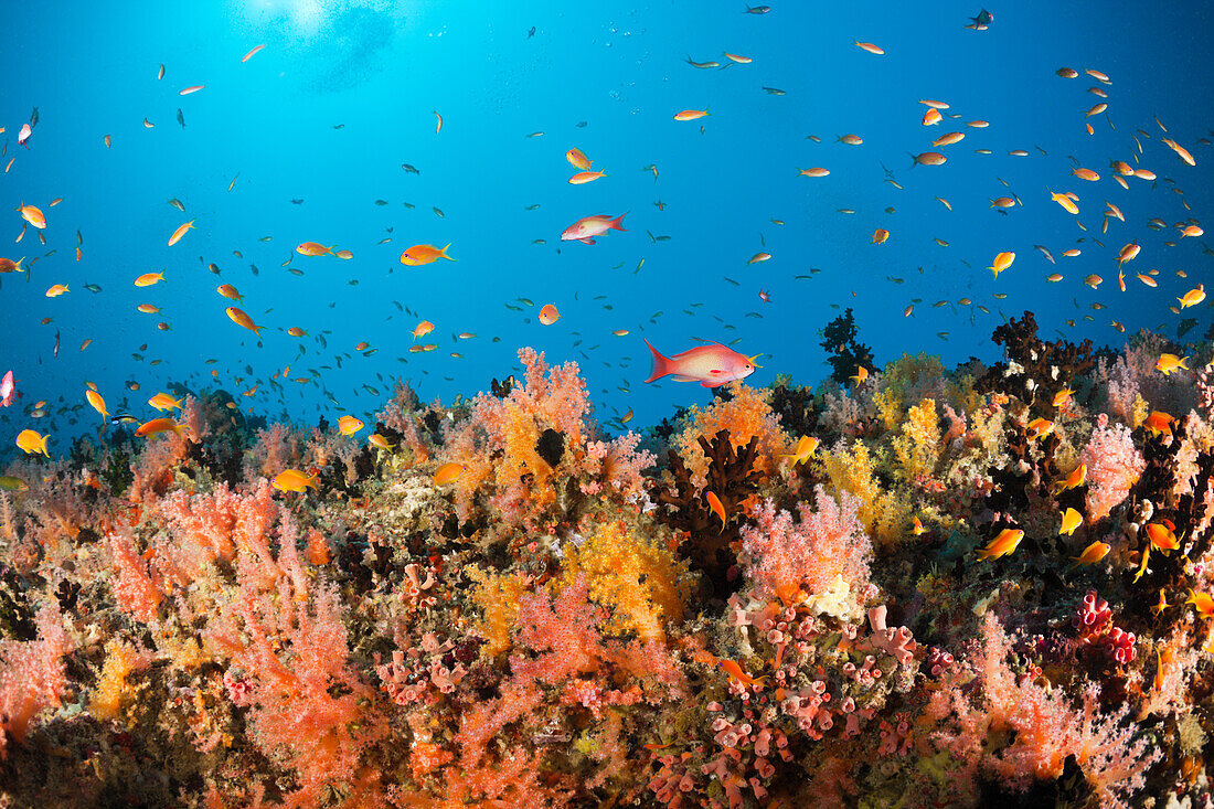 Korallenfische am Weichkorallenriff, Baa Atoll, Indischer Ozean, Malediven