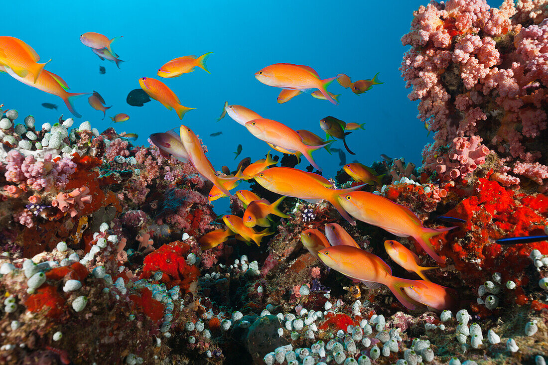 Shoal of Threadfin Anthias in Coral Reef, Nemanthias carberryi, Baa Atoll, Indian Ocean, Maldives