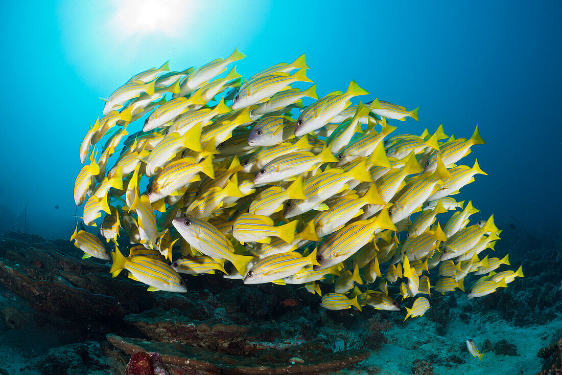 Shoal of Bluestriped Snapper, Lutjanus kasmira, North Male Atoll, Indian Ocean, Maldives