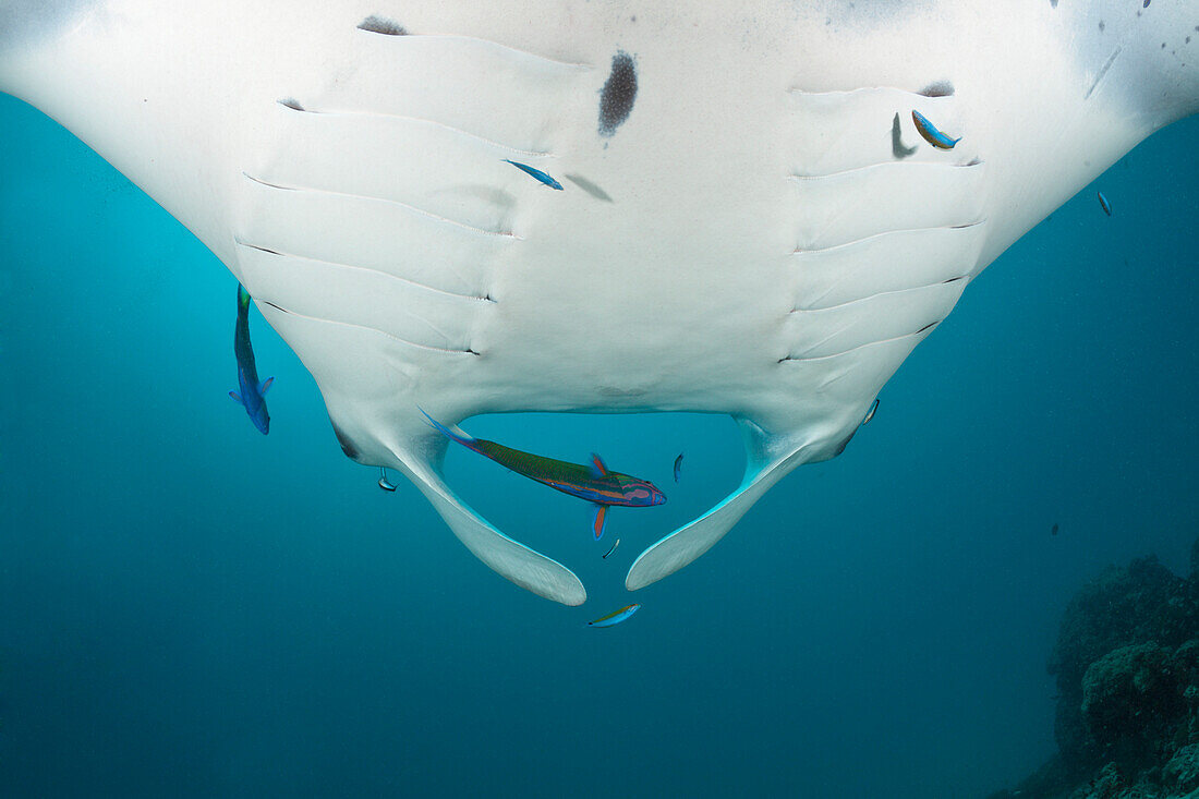 Manta over cleaning station, Manta birostris, Hanifaru Bay, Baa Atoll, Maldives