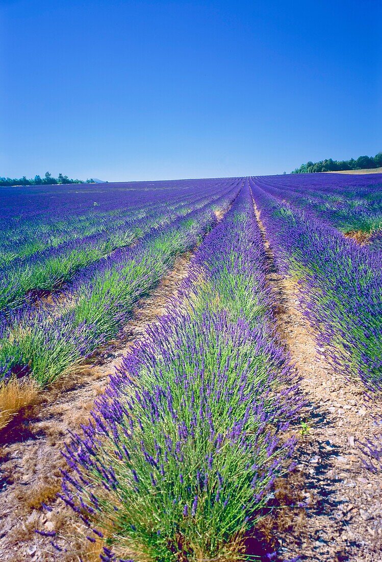 Flowering lavender field, Provence, France
