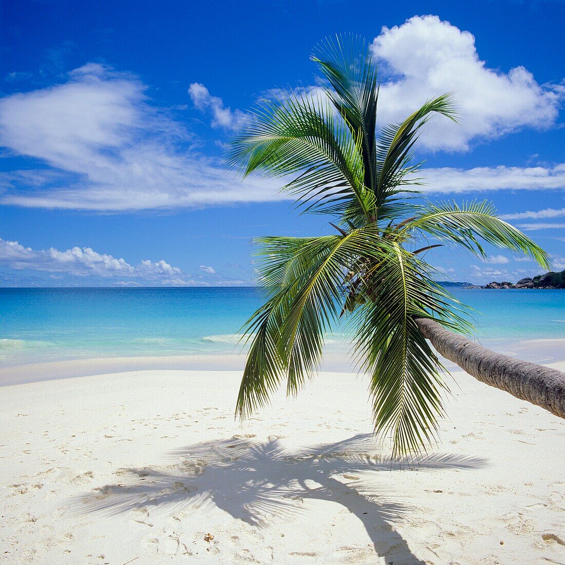 Beach with palm tree, sea, Praslin island, Seychelles
