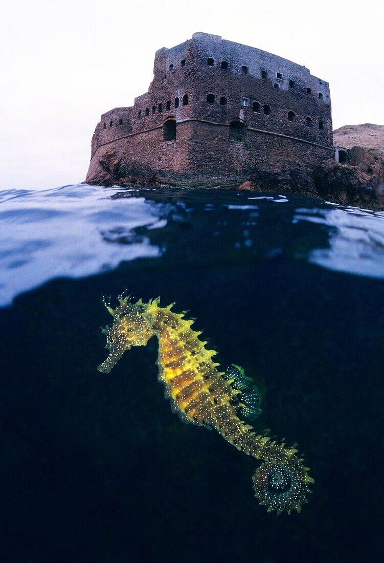 Sea Horse (Hippocampus ramulosus), Eastern Atlantic, Islas Berlingas, Peniche, Portugal