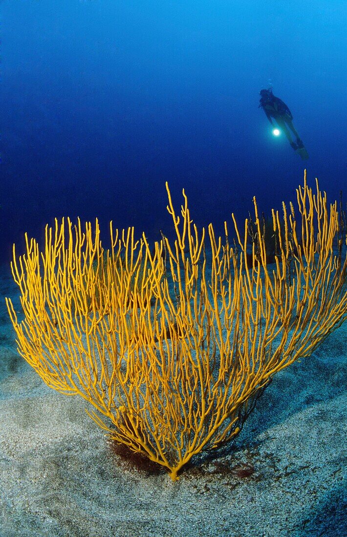 Yellow sea fan (Leptogorgia viminalis), Atlantic Ocean, Islas Canarias, Spain