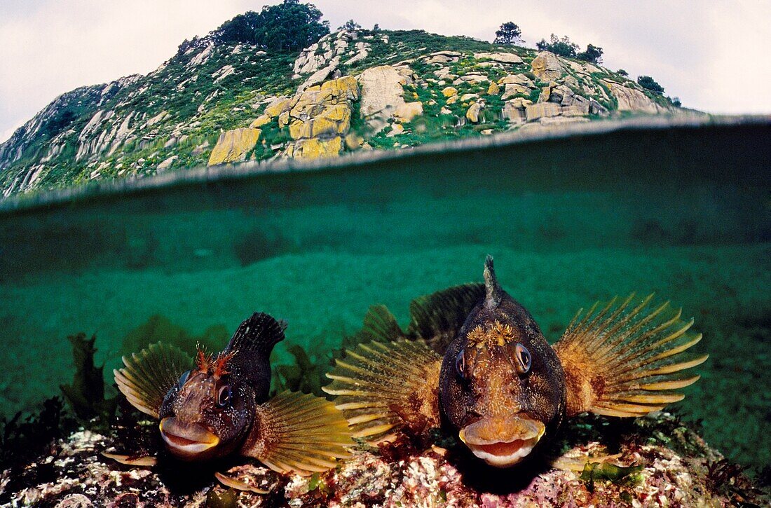 Tompot Blenny (Parablennius gattorugine), Eastern Atlantic, Galicia, Spain