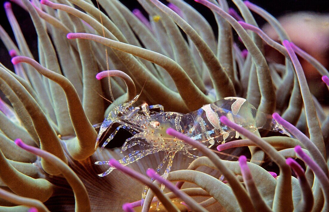 Cleaner shrimp (Periclimenes scriptus), Eastern Atlantic, Galicia, Spain