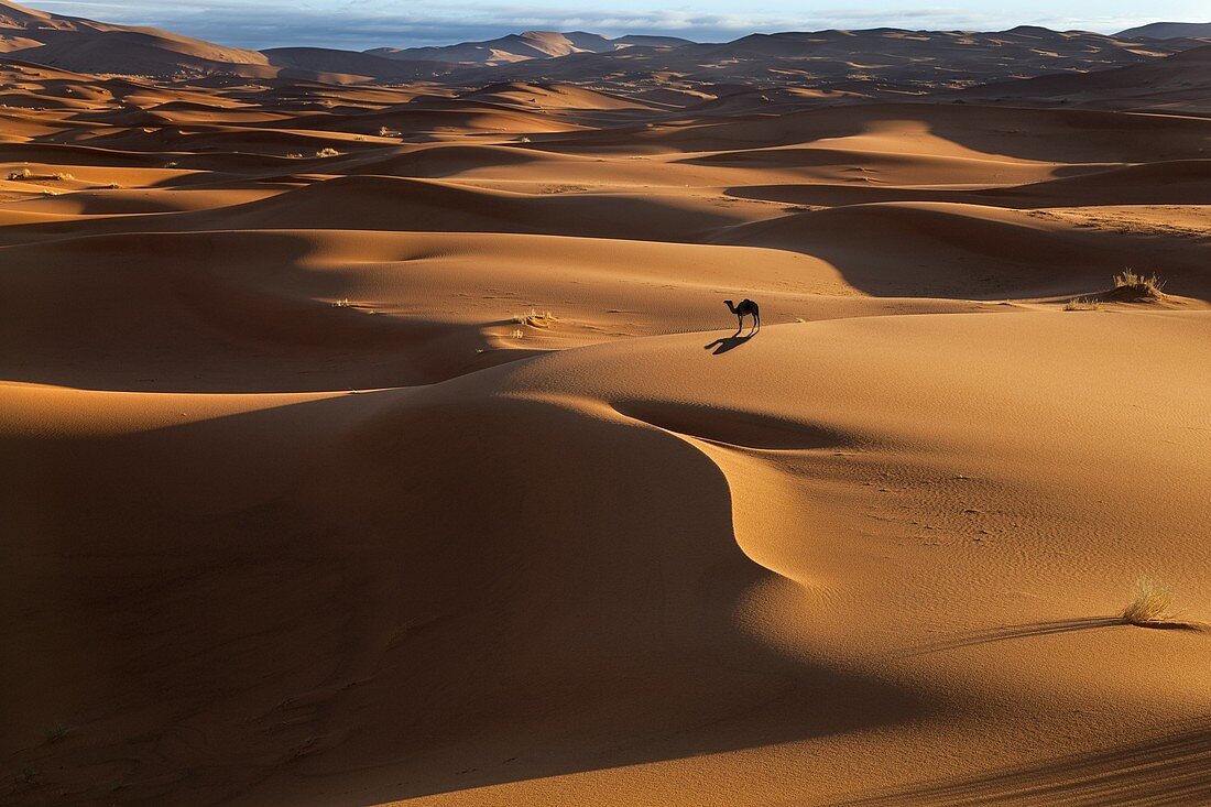 Camel on Erg Chebbi Dunes Sahara Desert Morocco North Africa March