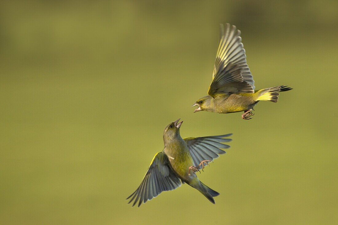 Greenfinches Carduelis chloris in flight