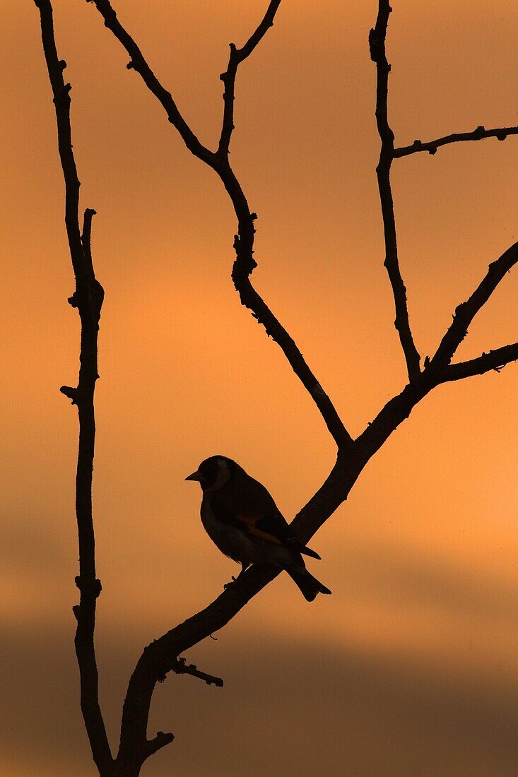 Goldfinches Carduelis carduelis at dawn late May