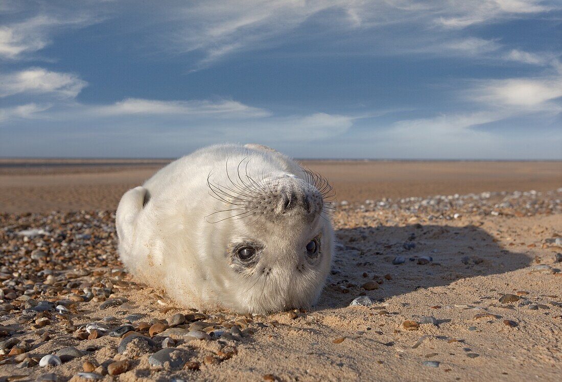 Grey Seal Halichoerus grypus pups on Norfolk Beach in Winter
