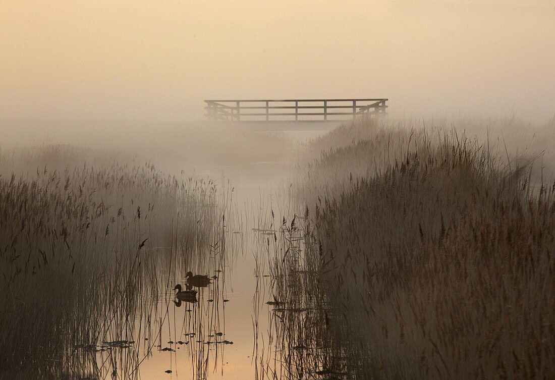 Creek and reedbeds misty evening Salthouse marshes Norfolk