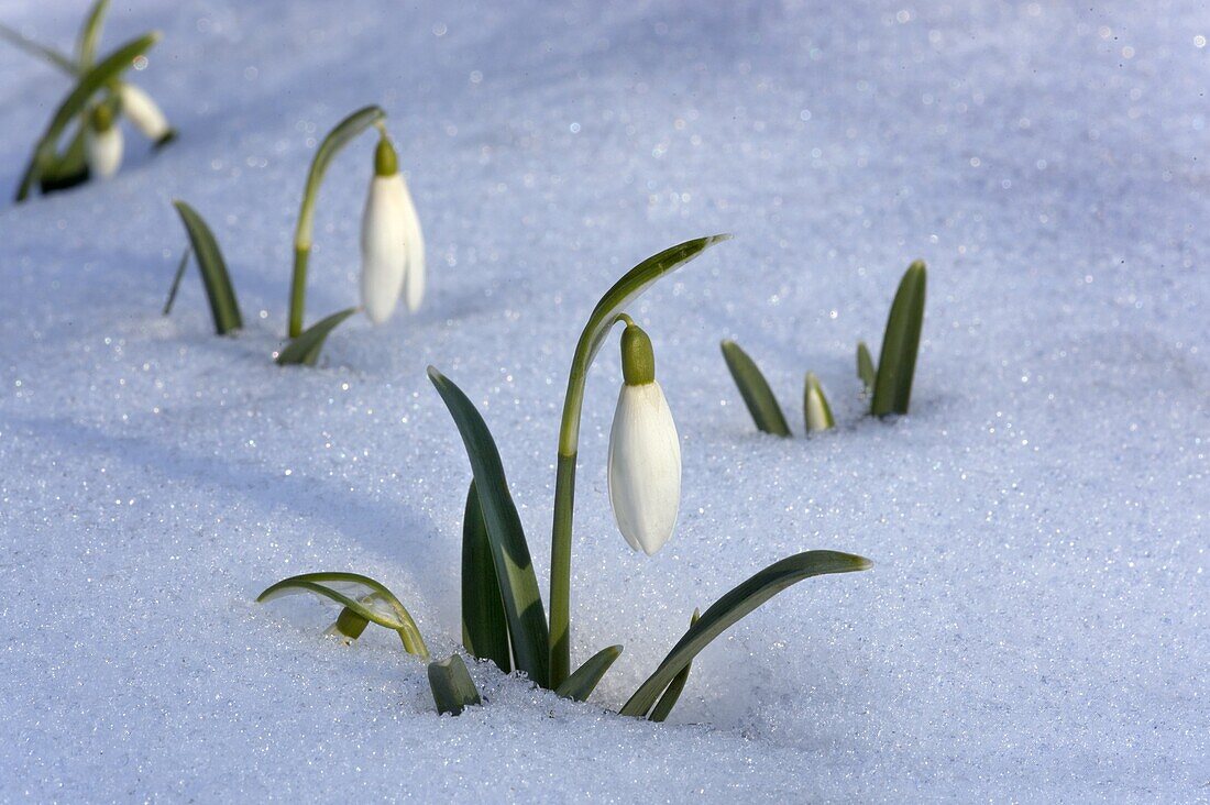 Snowdrops Galanthus nivalis in snow