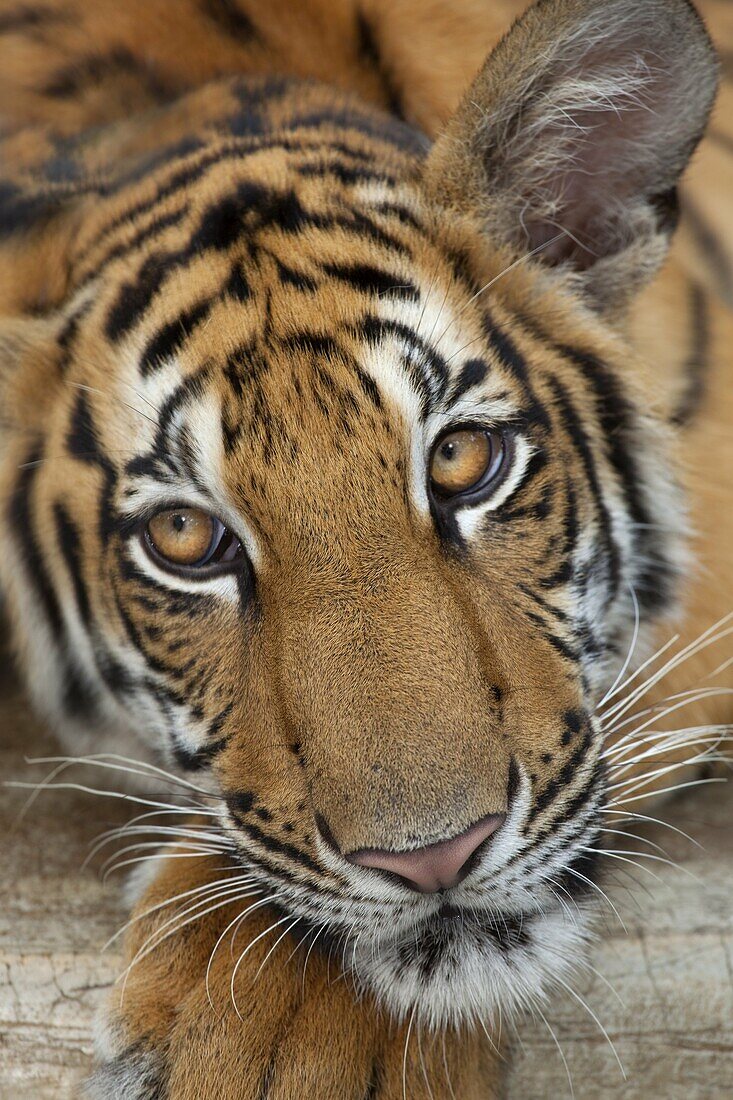 Bengal Tiger Panthera tigris tigris portrait in Thailand captive animal