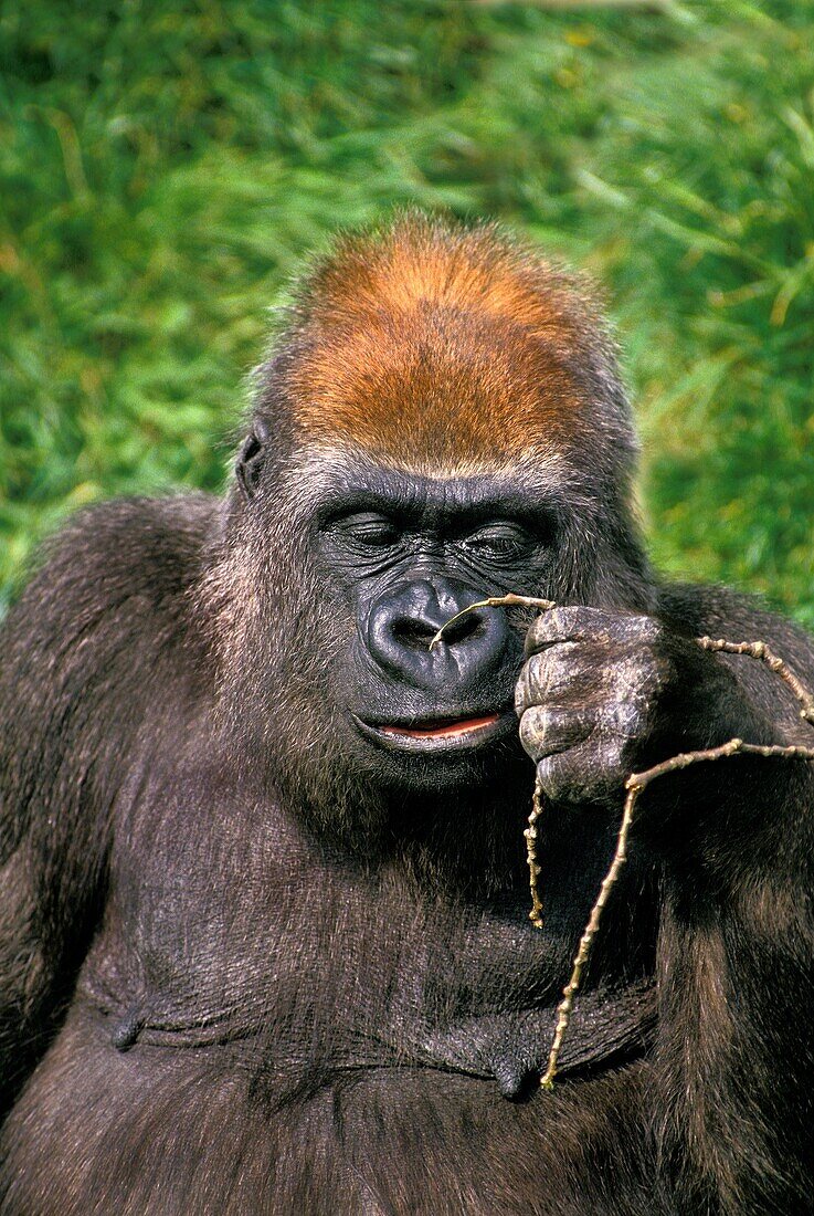 EASTERN LOWLAND GORILLA gorilla gorilla graueri, FEMALE WITH A FUNNY FACE
