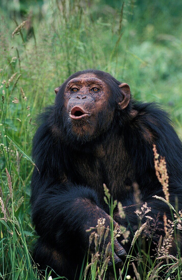 CHIMPANZEE pan troglodytes, FEMALE CALLING OUT WITH A FUNNY FACE