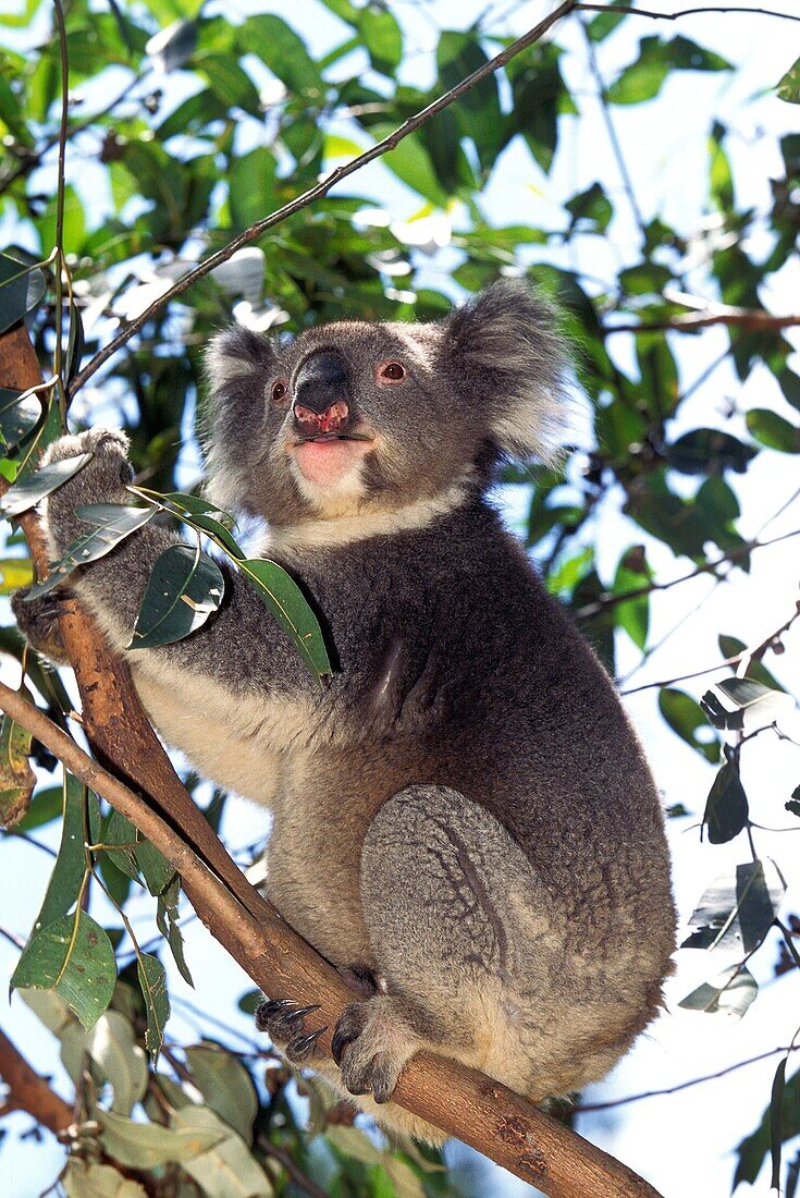 KOALA phascolarctos cinereus, ADULT STANDING IN TREE, AUSTRALIA