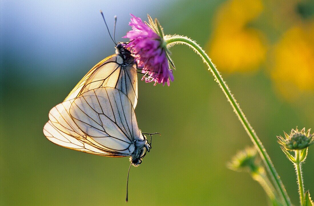 Butterflies mating, Belluno hills, Italy