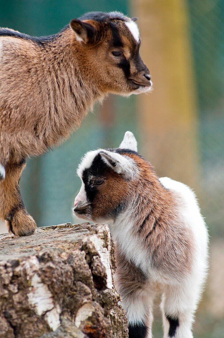 Cute baby goats at Munich´s children´s zoo