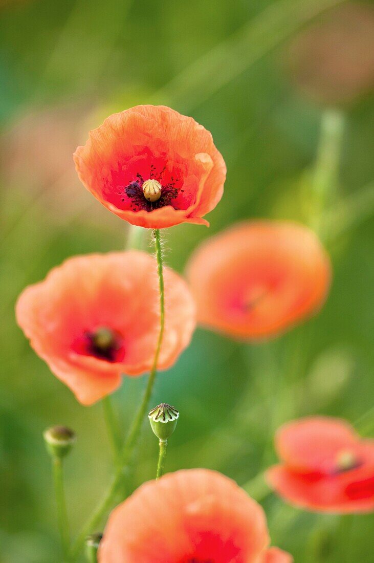 Poppies