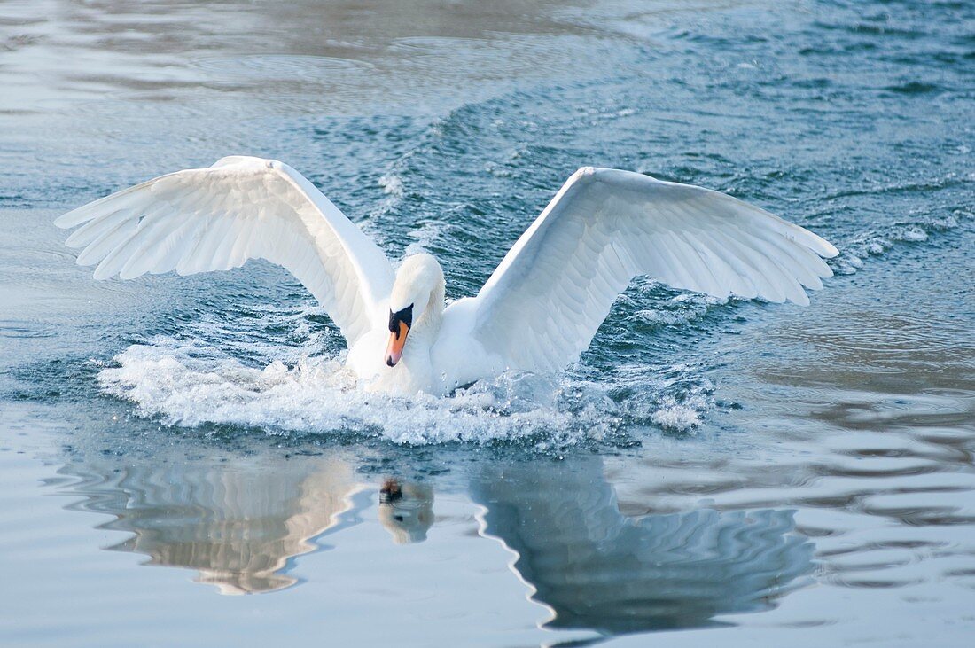 A mute swan touches down gracefully on the river Thames at Maidenhead  England