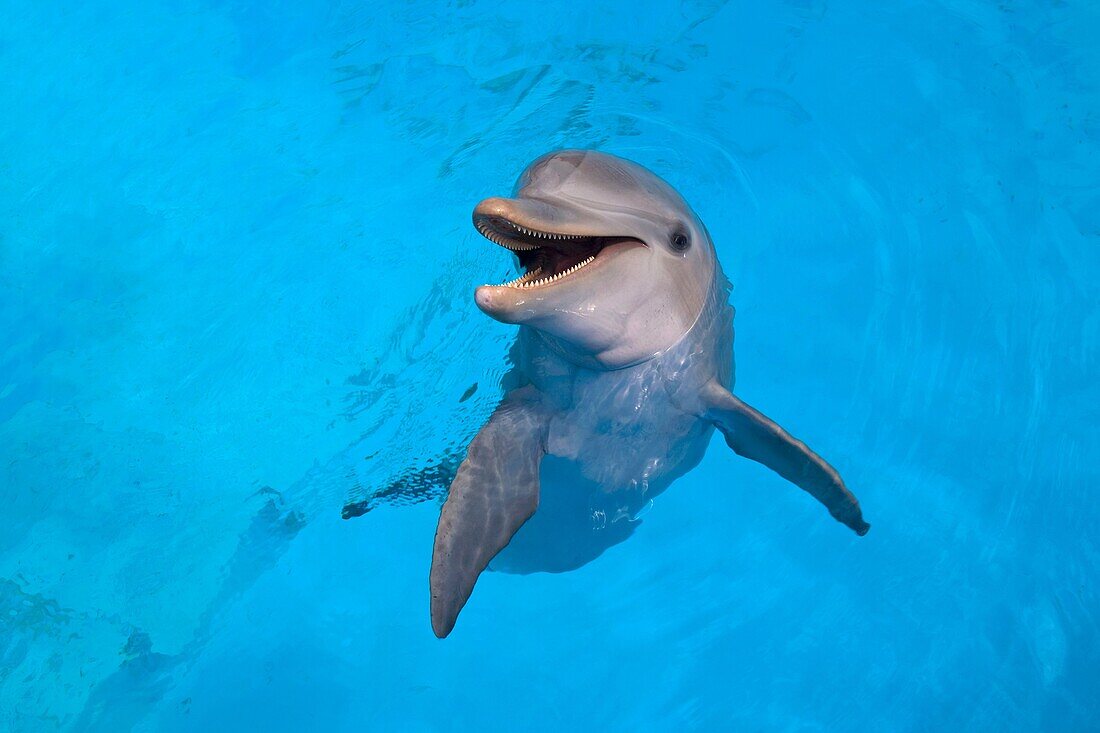 Photograph of a smiling dolphin in the water, ACUARIO NACIONAL, AV 3 AND CALLE 62, OUTER HAVANA, HAVANA, CUBA